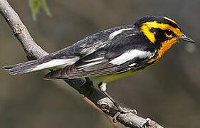 Blackburnian Warbler