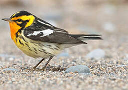 Blackburnian Warbler