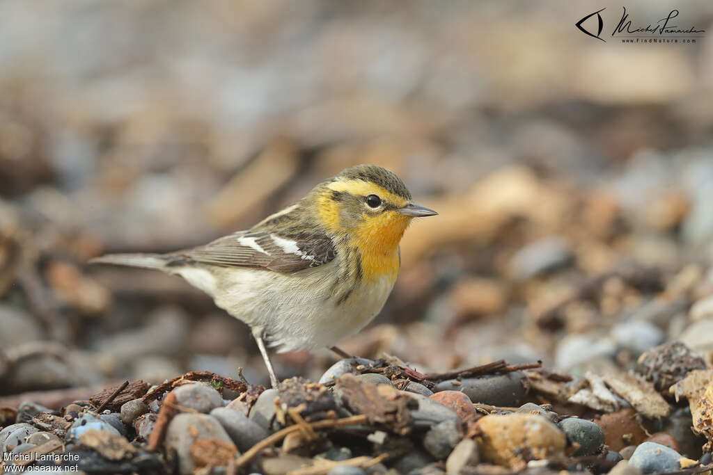 Blackburnian Warbler female adult, identification