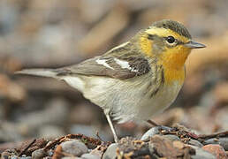 Blackburnian Warbler