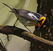 Blackburnian Warbler