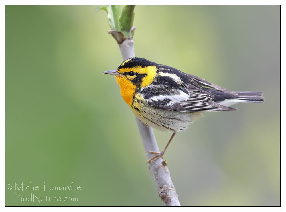 Blackburnian Warbler