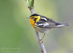 Blackburnian Warbler