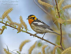 Blackburnian Warbler