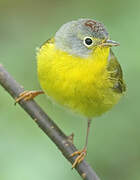 Nashville Warbler