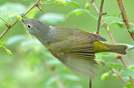 Nashville Warbler