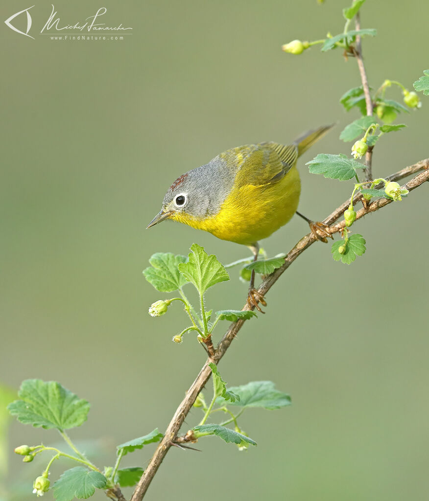 Nashville Warbler male adult