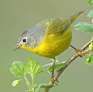 Nashville Warbler