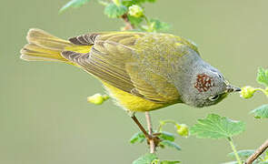 Nashville Warbler