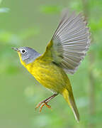 Nashville Warbler