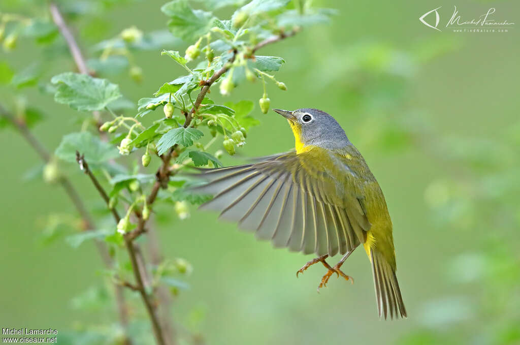 Nashville Warbler male adult, pigmentation, Flight