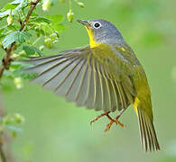 Nashville Warbler