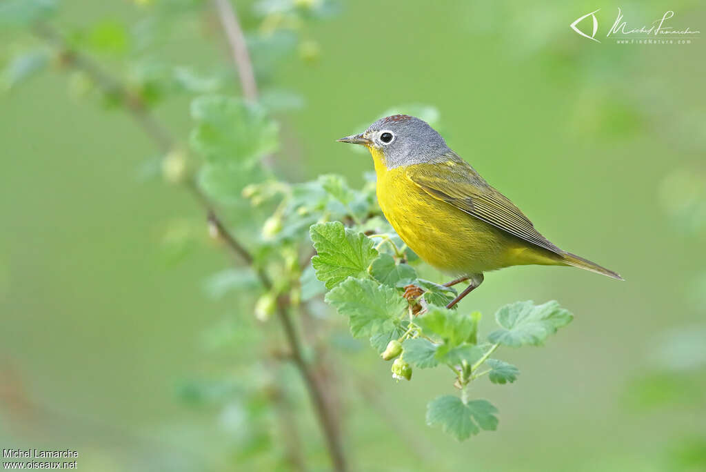 Nashville Warbler male adult breeding, identification