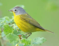 Nashville Warbler