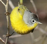 Nashville Warbler