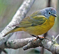 Nashville Warbler