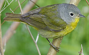 Nashville Warbler