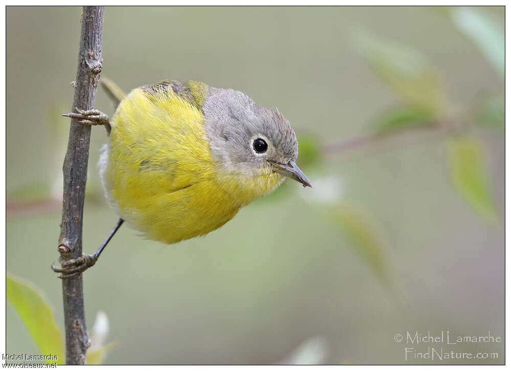 Nashville Warbler female adult, close-up portrait