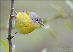 Nashville Warbler