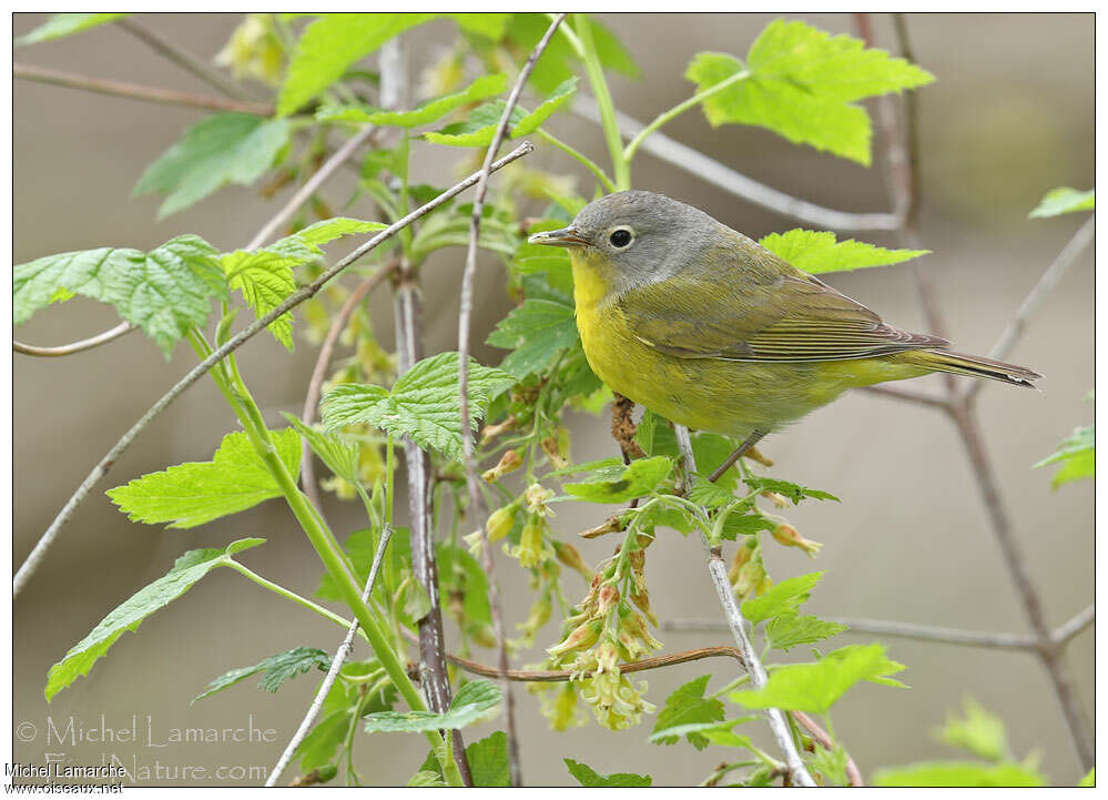 Nashville Warbler male adult breeding, identification