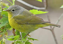 Nashville Warbler