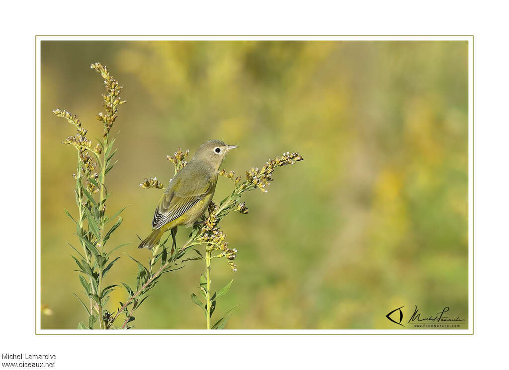 Paruline à joues grises1ère année, identification