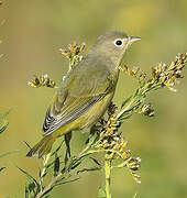 Nashville Warbler