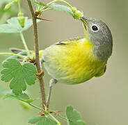 Nashville Warbler