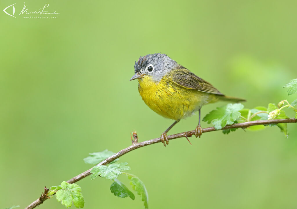 Nashville Warbler male adult