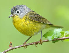 Nashville Warbler