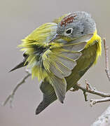 Nashville Warbler