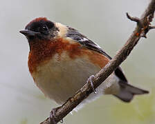 Bay-breasted Warbler