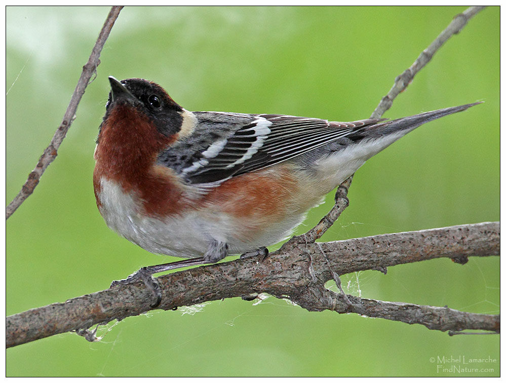 Bay-breasted Warbler male adult breeding