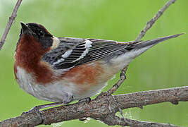 Bay-breasted Warbler