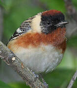 Bay-breasted Warbler