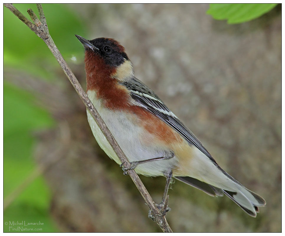 Bay-breasted Warbler male adult breeding