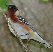 Bay-breasted Warbler