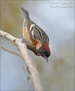 Bay-breasted Warbler