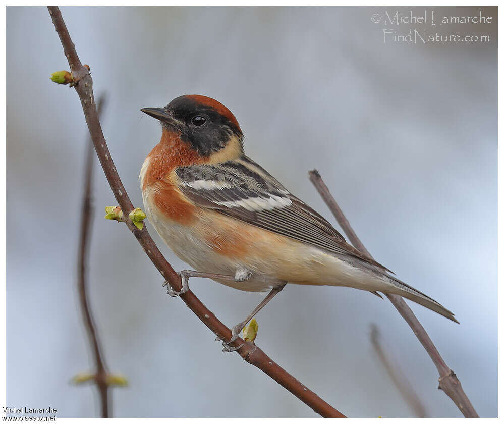 Bay-breasted Warbler male adult breeding, identification