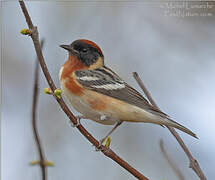 Bay-breasted Warbler