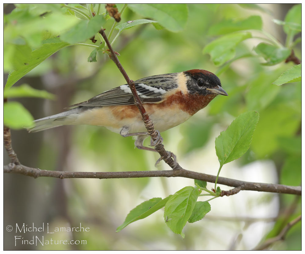 Bay-breasted Warbler