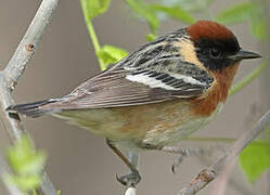 Bay-breasted Warbler