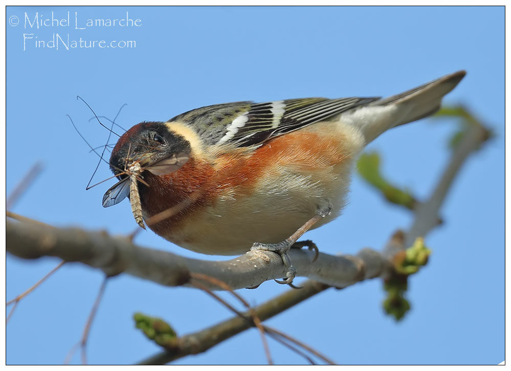 Paruline à poitrine baie mâle adulte nuptial, mange