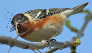 Bay-breasted Warbler