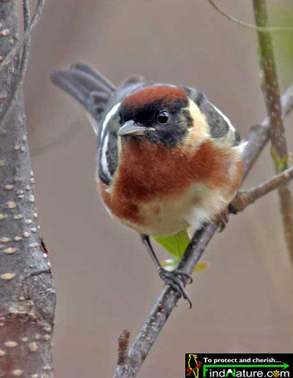 Bay-breasted Warbler