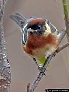 Bay-breasted Warbler