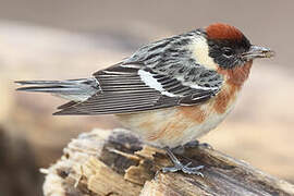 Bay-breasted Warbler