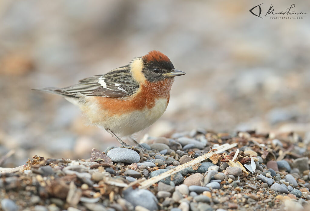 Bay-breasted Warbler male adult breeding