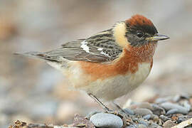 Bay-breasted Warbler