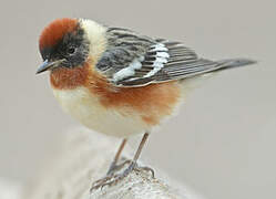 Bay-breasted Warbler